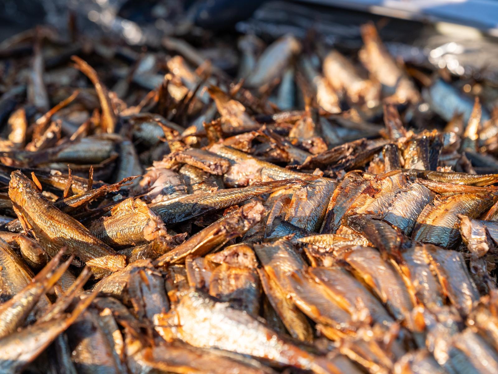 Geräucherte Sprotten in Öl in Rekorddose auf Usedom